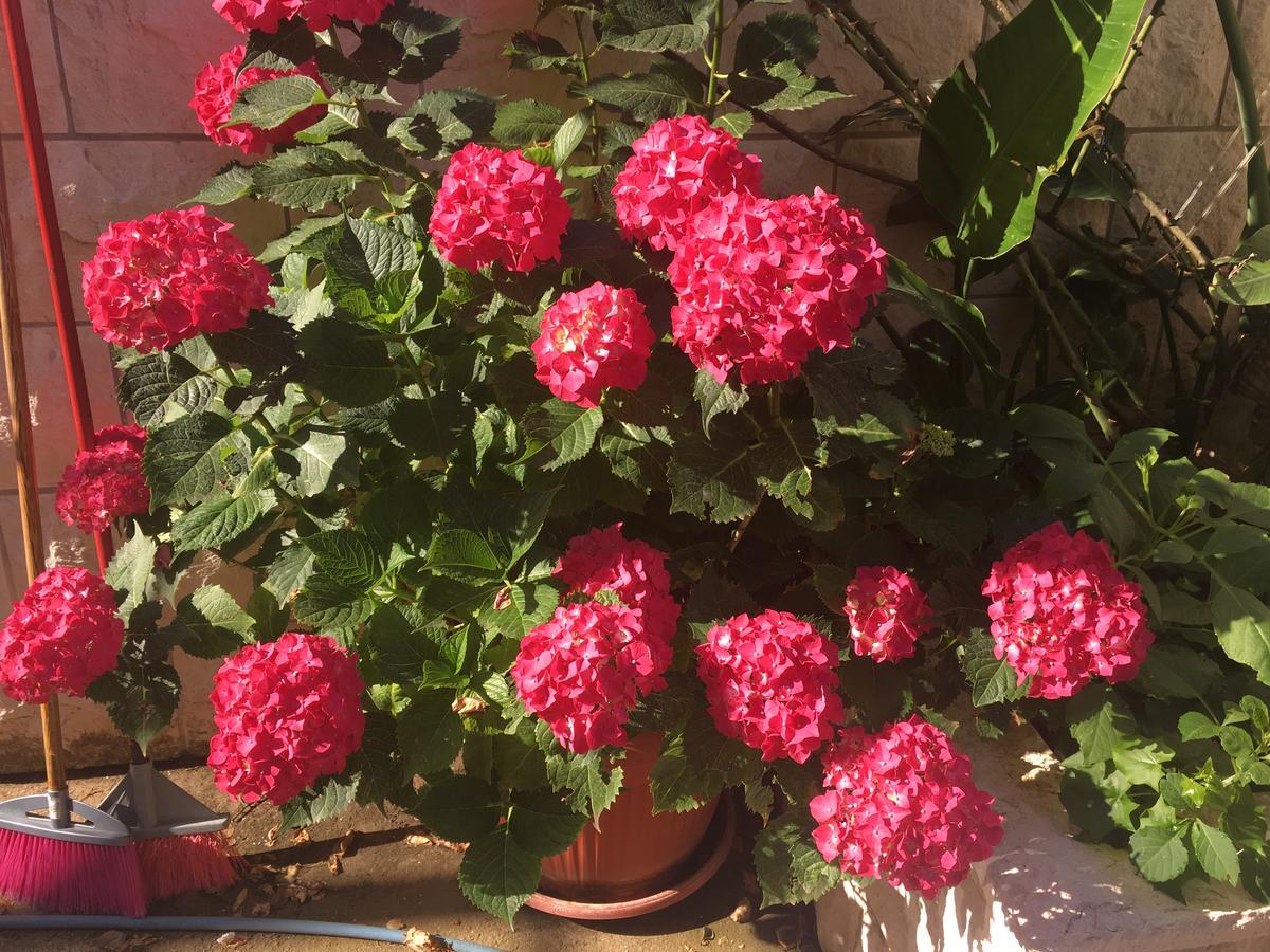 בודווה Apartments Zvicer - Milica מראה חיצוני תמונה